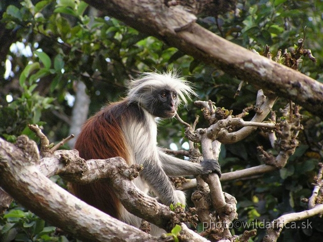 P8300503 x.jpg - Zanzibar Red Colobus Monkey (Piliocolobus kirkii), 2006